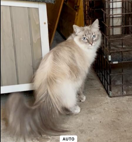 Enlarge Siren, a Adoptable mixed breed in Gardena, CA image 2/2