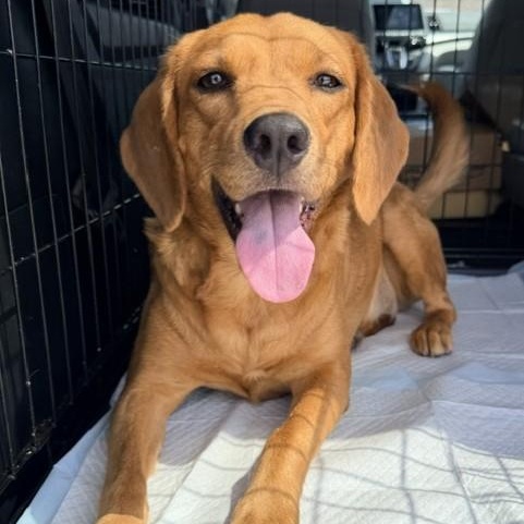 Enlarge Peanut, a Adopted mixed breed in Williston, VT image 1/4