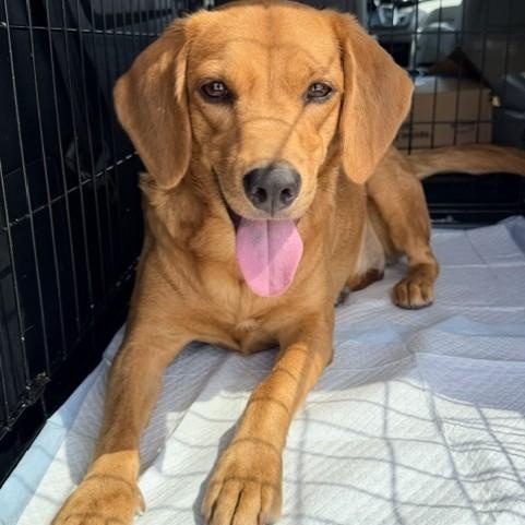 Enlarge Peanut, a Adopted mixed breed in Williston, VT image 3/4