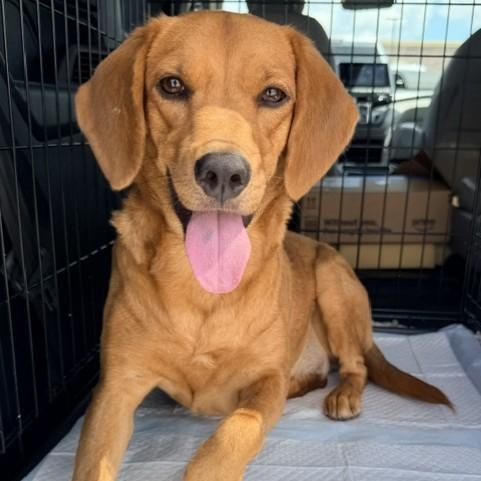Enlarge Peanut, a Adopted mixed breed in Williston, VT image 2/4
