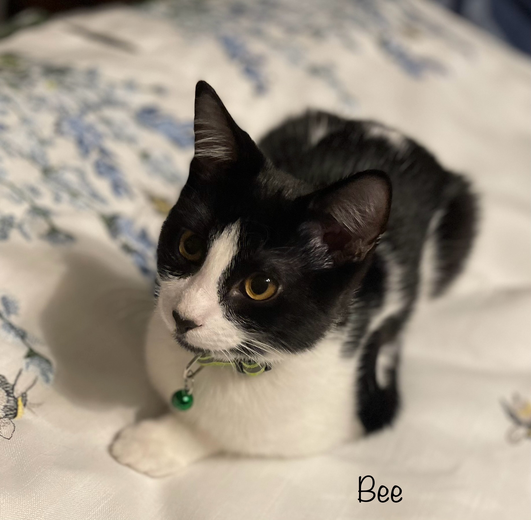 Bee, adopted, Young Male Domestic Short Hair.
