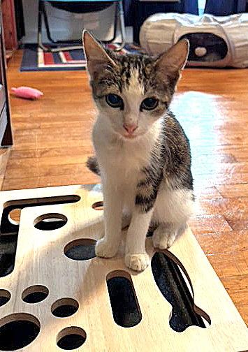 Finn McTrouble, Adoptable, Kitten Male Domestic Short Hair & Tabby.