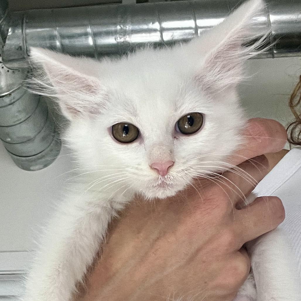 Lovelight, Adoptable, Young Female Domestic Long Hair.
