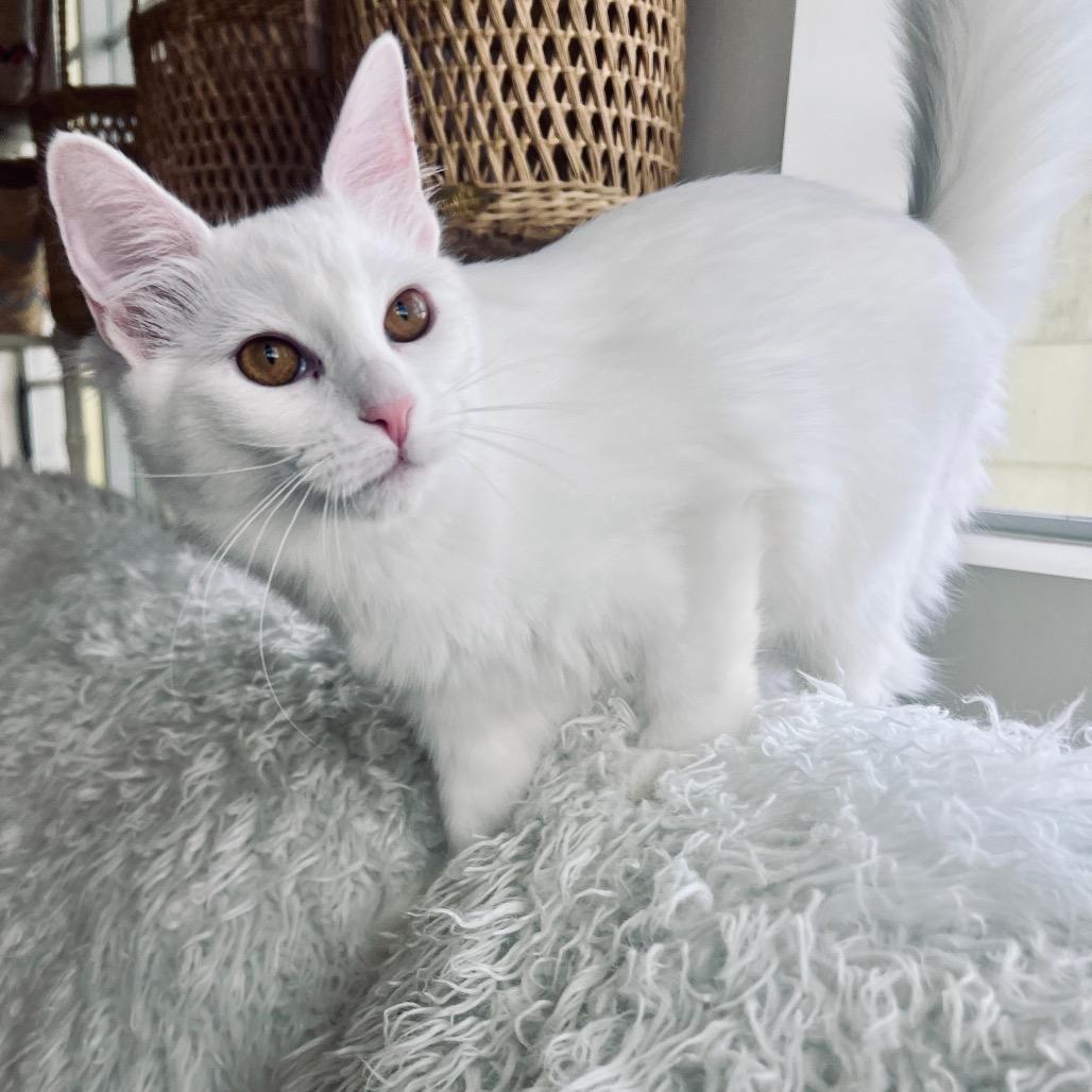 Enlarge Lovelight, a Adoptable Domestic Long Hair in Juno Beach, FL image 2/2