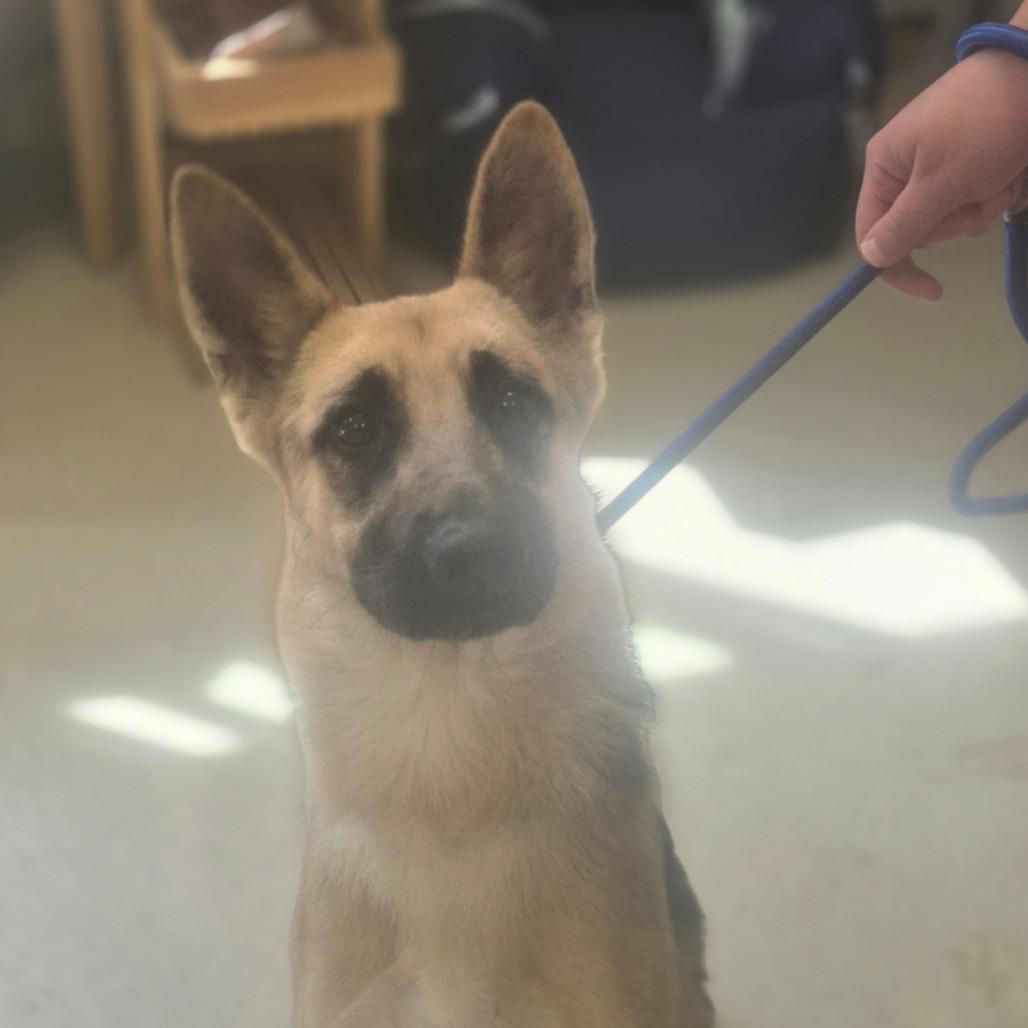 River, Adoptable, Young Female German Shepherd Dog.
