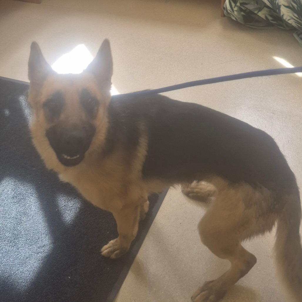 Enlarge River, a Adoptable German Shepherd Dog in Fort Bragg, CA image 2/3