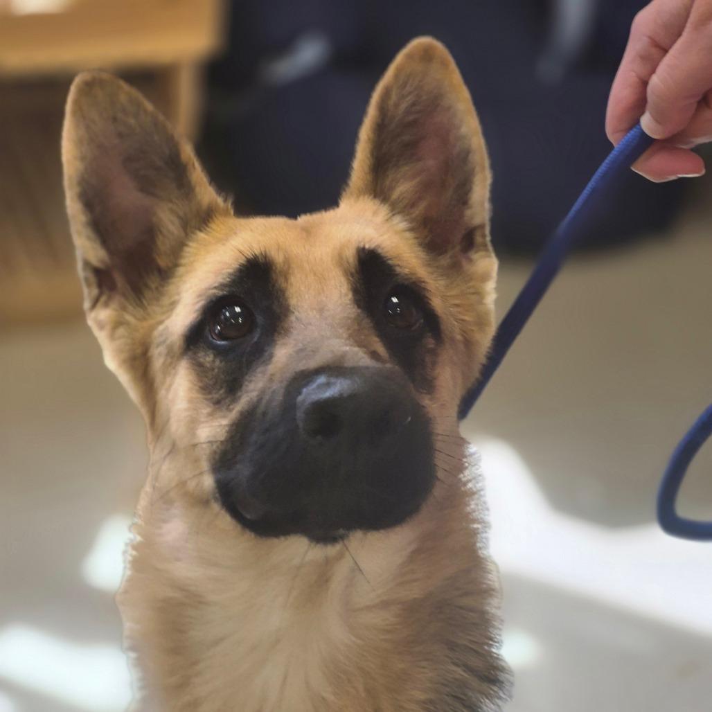 Enlarge River, a Adoptable German Shepherd Dog in Fort Bragg, CA image 3/3