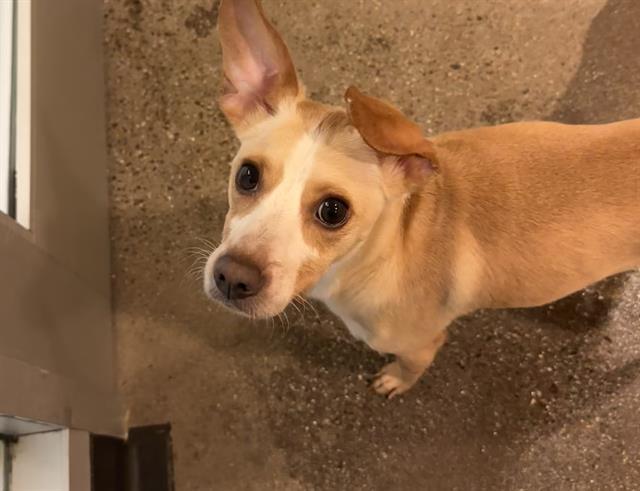 Enlarge PRINCE, a Adoptable mixed breed in Palo Alto, CA image 1/2