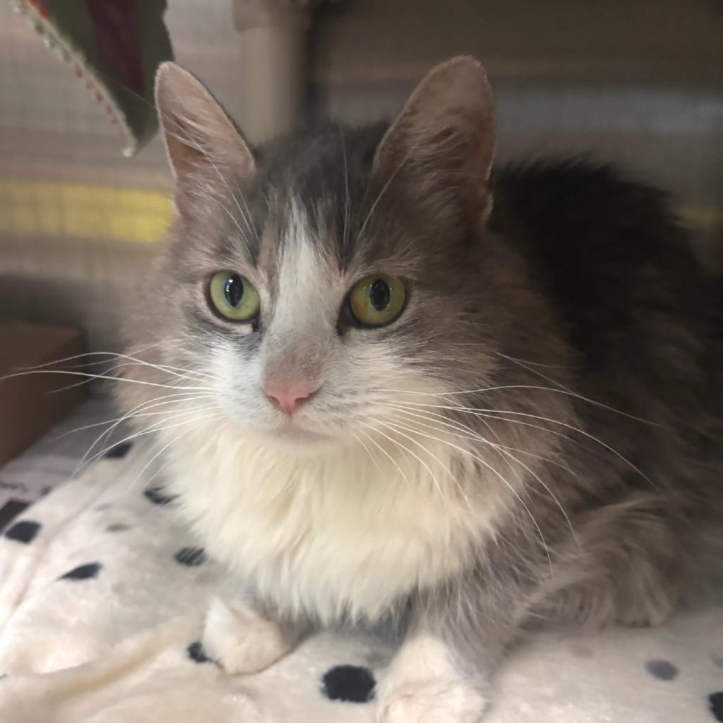 Enlarge Wildflower, a Adoptable Domestic Long Hair in Belleville, IL image 1/1