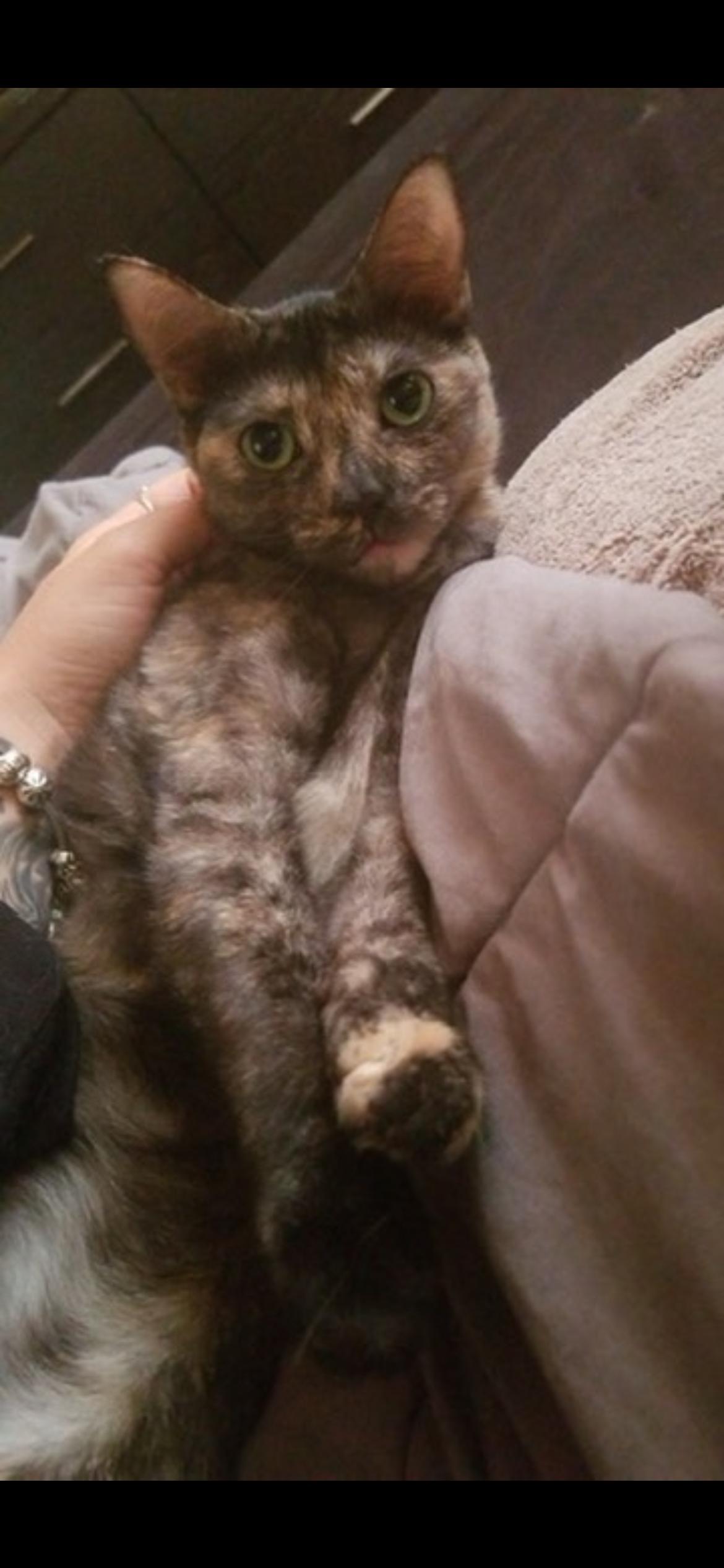 Harlee and Marlee — thumbnail 2