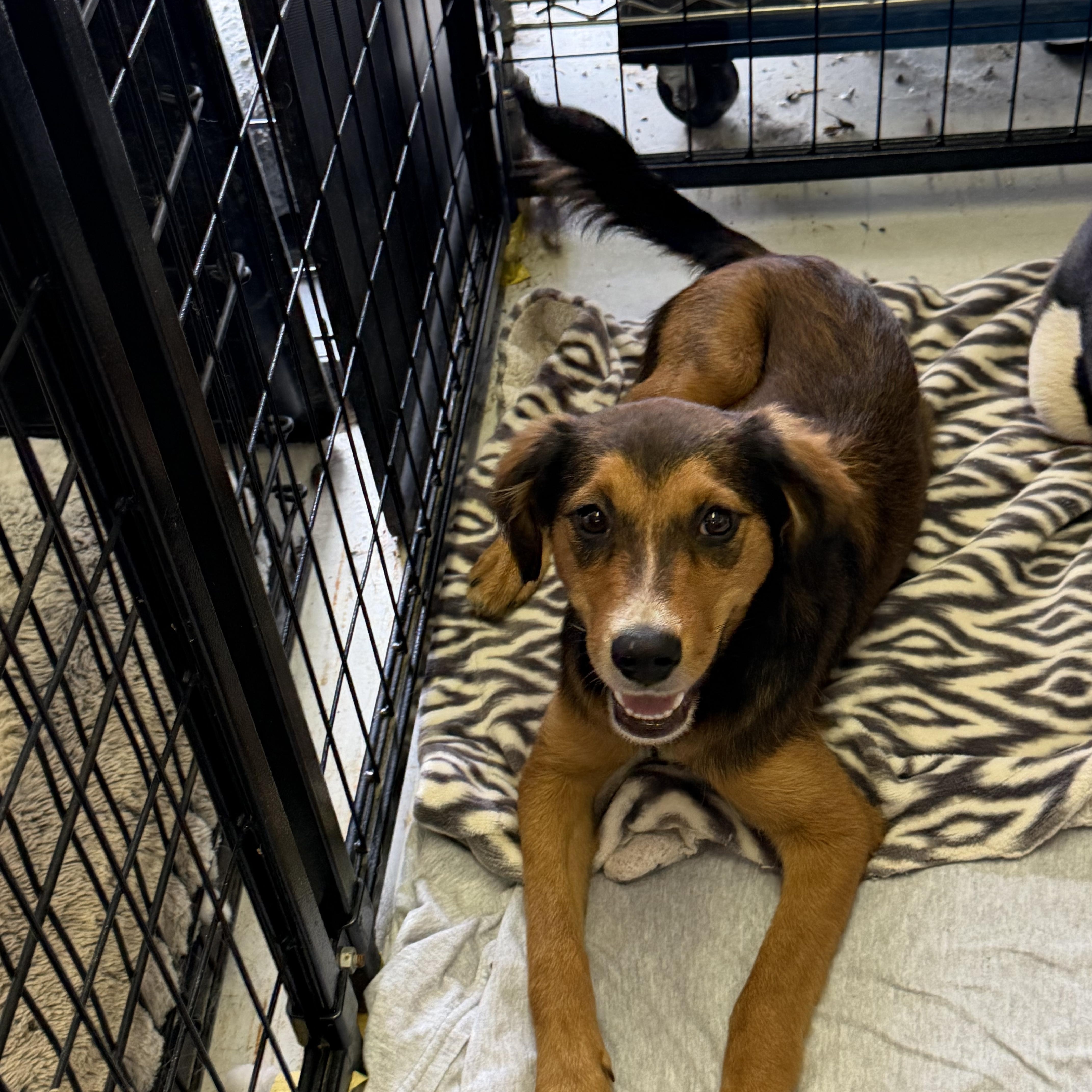 Jules, a ADOPTABLE mixed breed in Muldrow, OK image 1/2