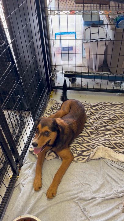 Enlarge Jules, a ADOPTABLE mixed breed in Muldrow, OK video 2/2