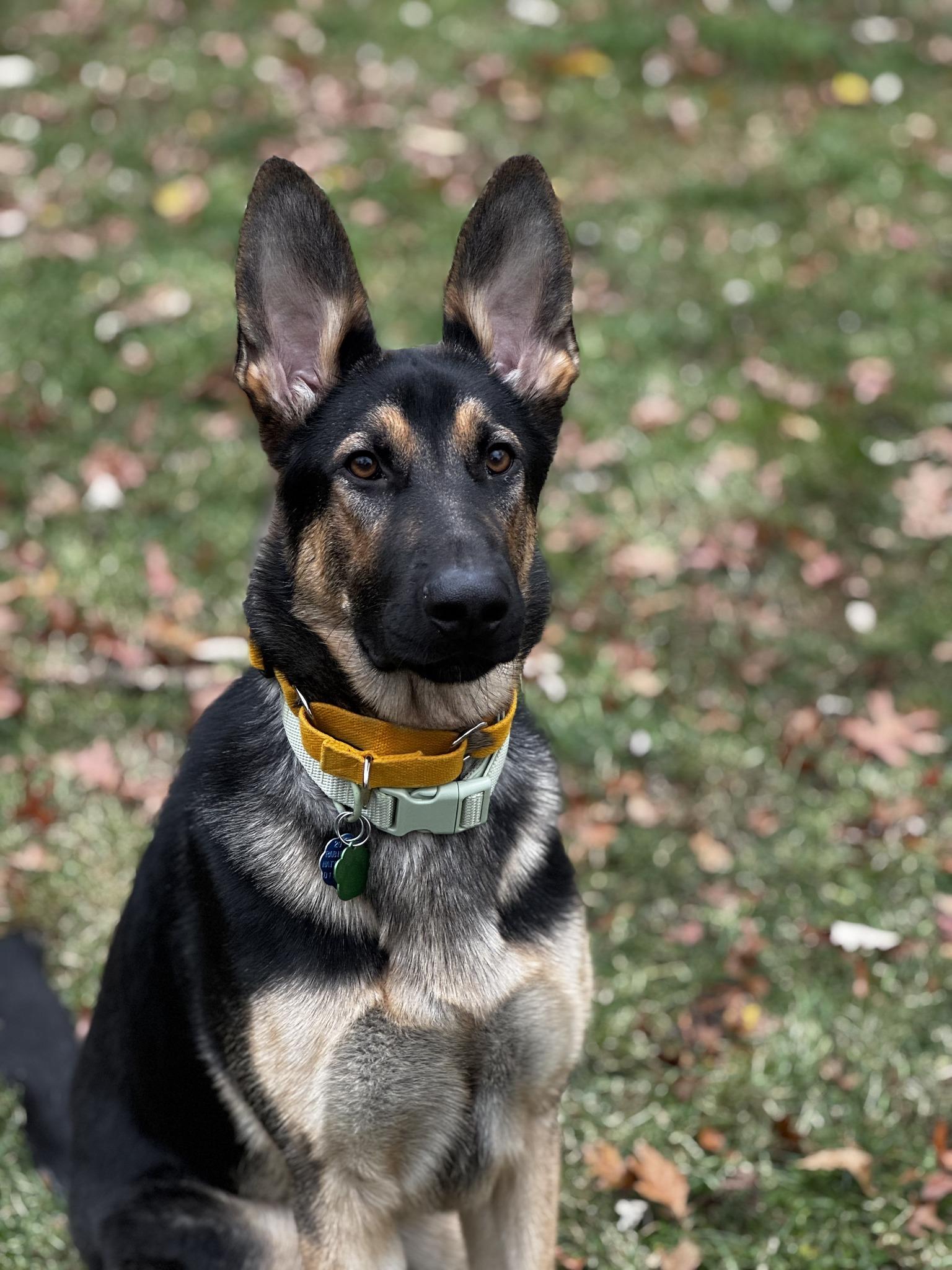 Simba, a Adopted German Shepherd Dog in Edison, NJ image 3/3