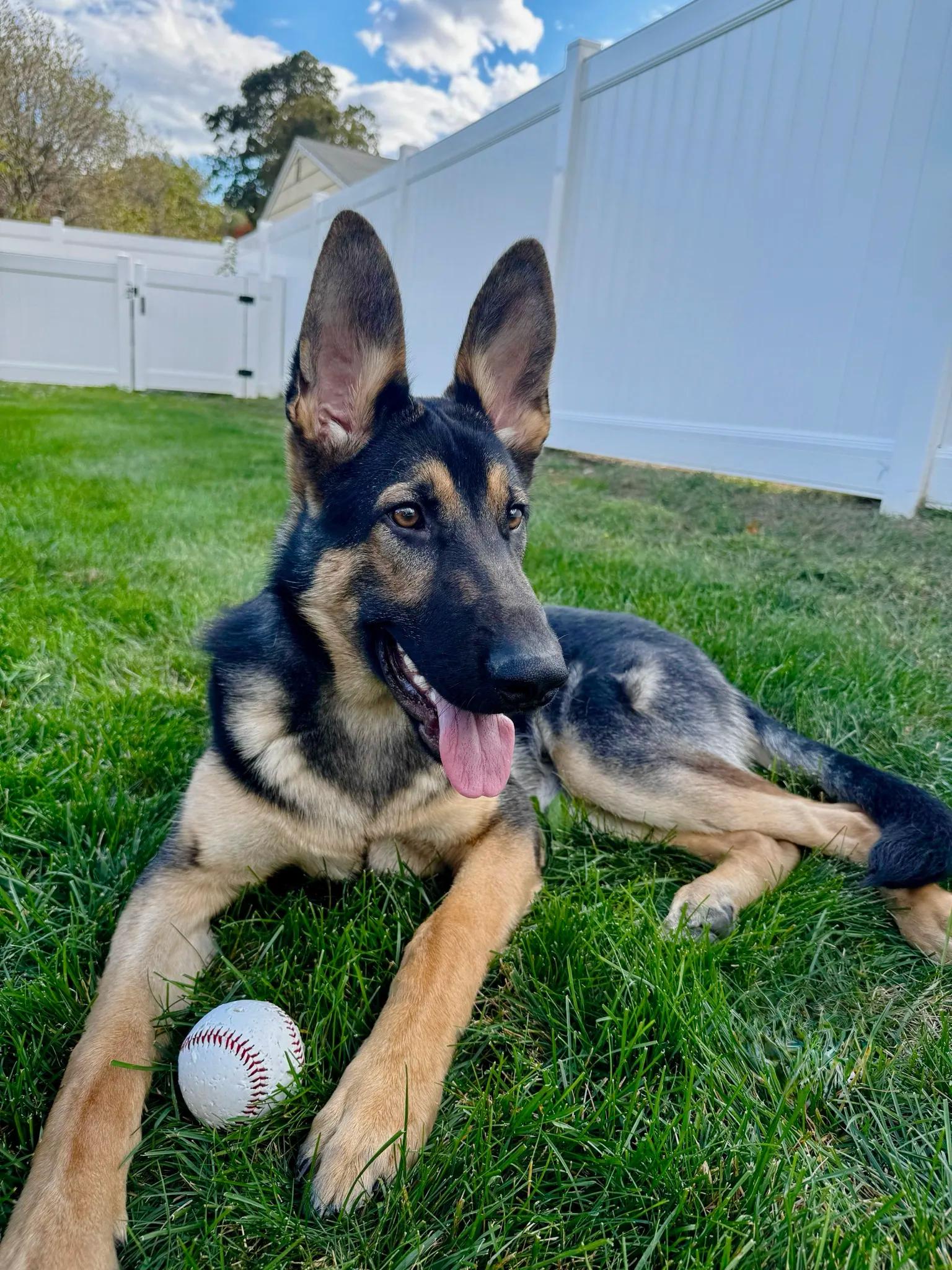 Simba, Adopted, Puppy Male German Shepherd Dog.