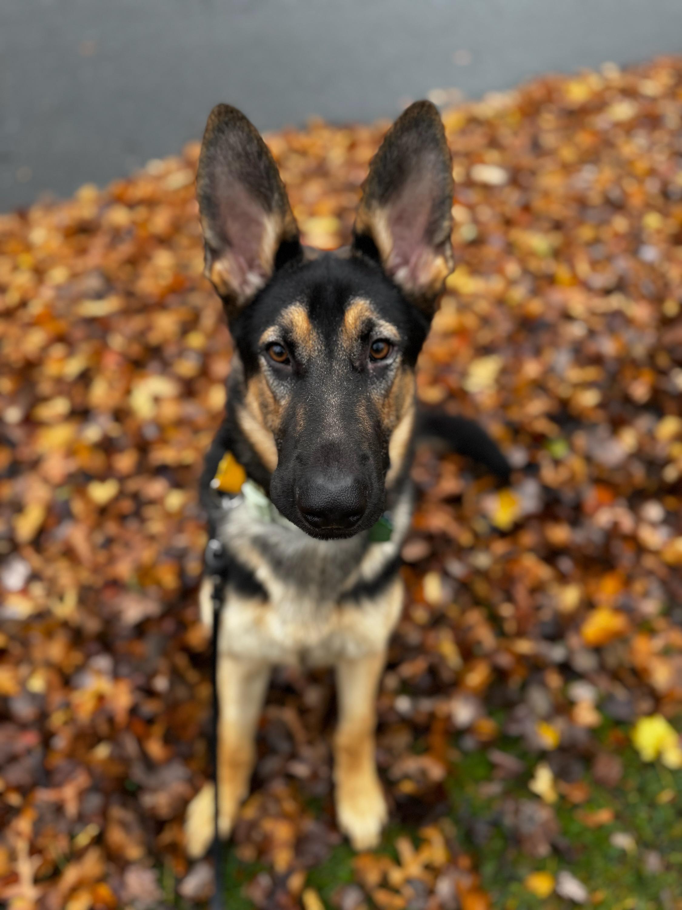 Simba, a Adopted German Shepherd Dog in Edison, NJ image 1/3