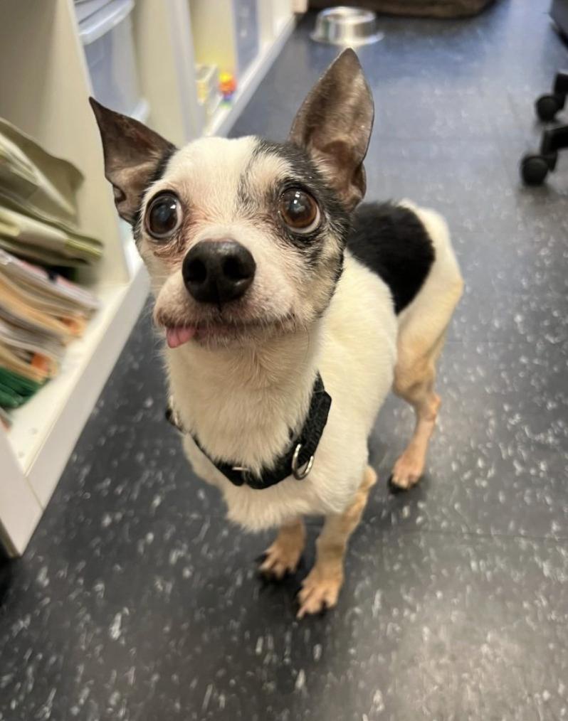 Meeko, a Adoptable Chihuahua in Brooklyn, NY image 3/4