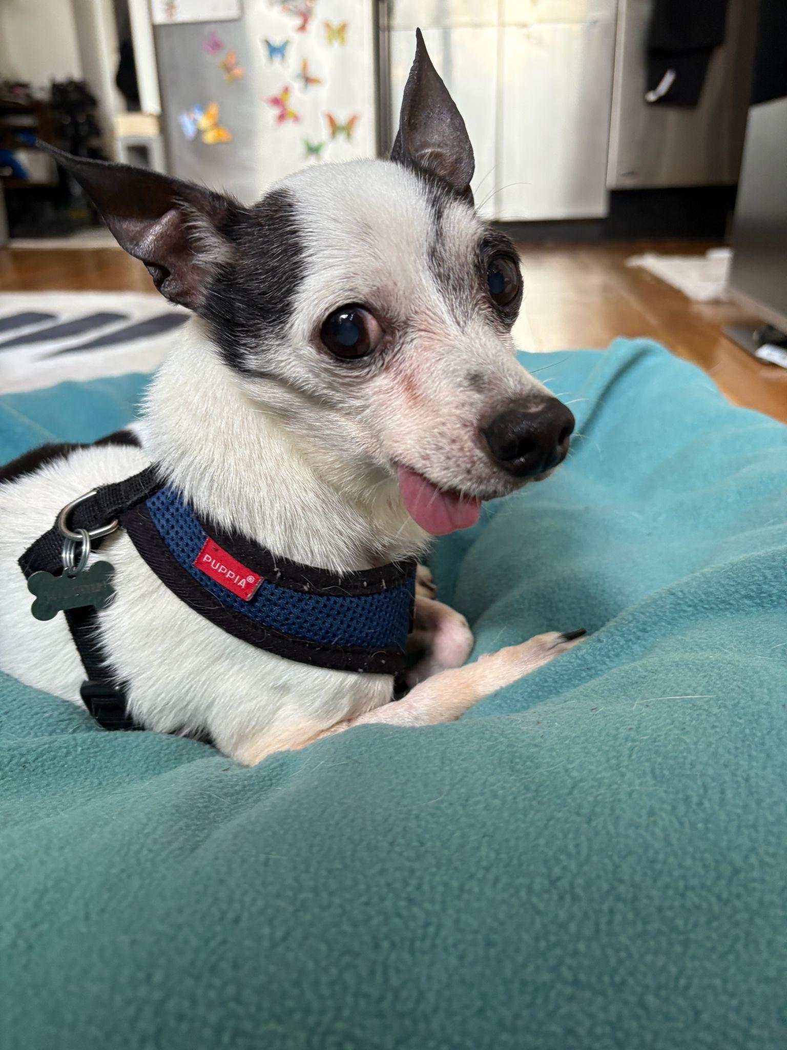 Meeko photo 3