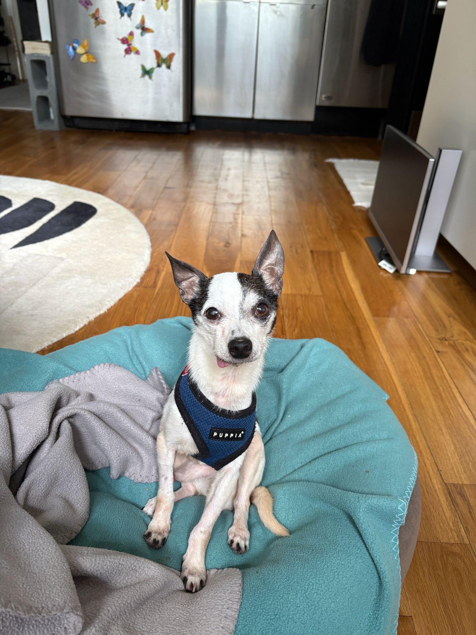 Enlarge Meeko, a Adoptable Chihuahua in Brooklyn, NY image 3/5