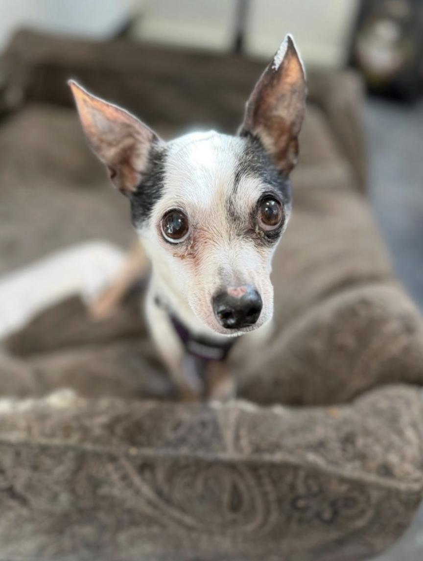 Meeko, Adoptable, Senior Male Chihuahua.