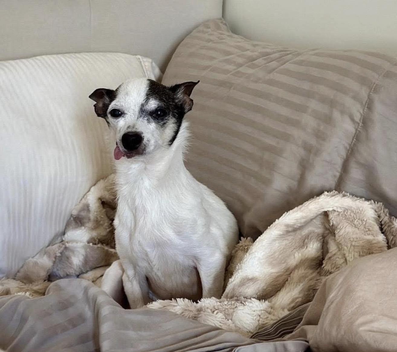 Meeko, a Adoptable Chihuahua in Brooklyn, NY image 2/4