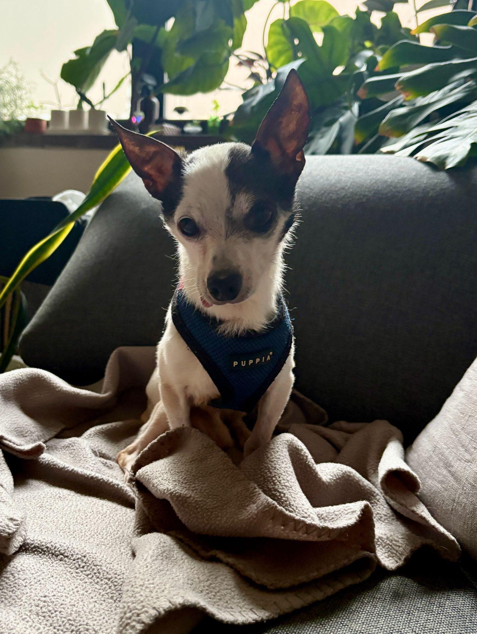 Enlarge Meeko, a Adoptable Chihuahua in Brooklyn, NY image 4/5