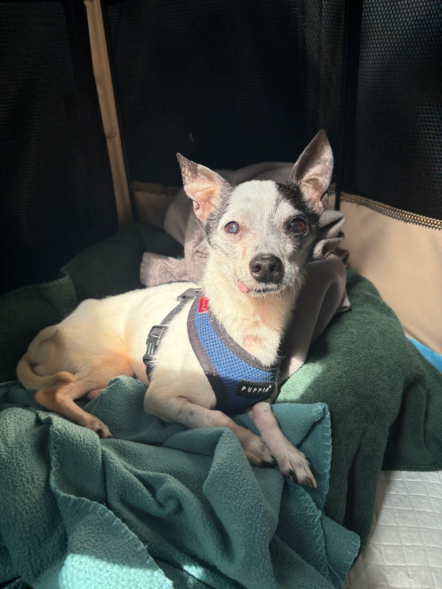 Meeko photo 4