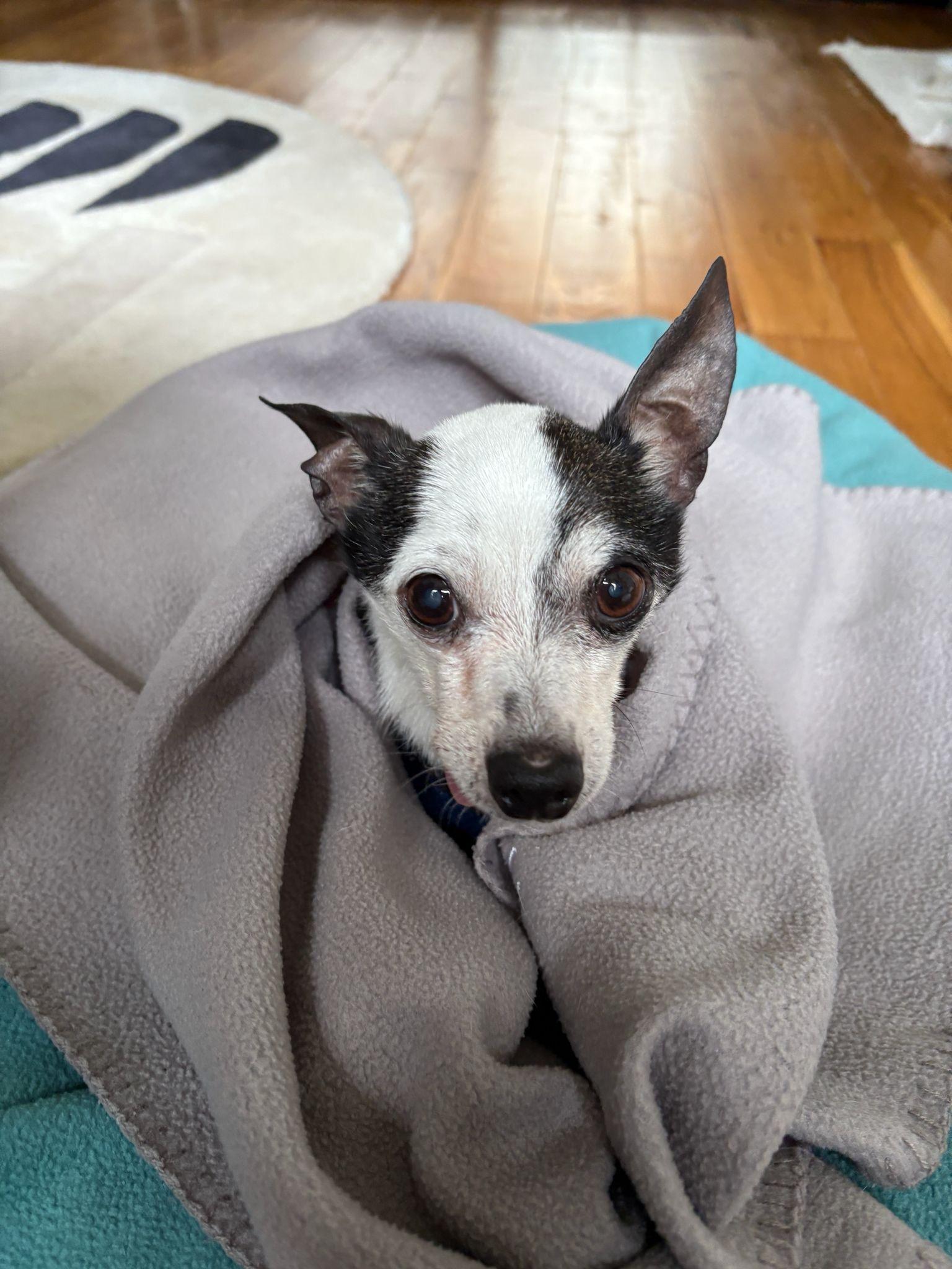 Enlarge Meeko, a Adoptable Chihuahua in Brooklyn, NY image 5/5