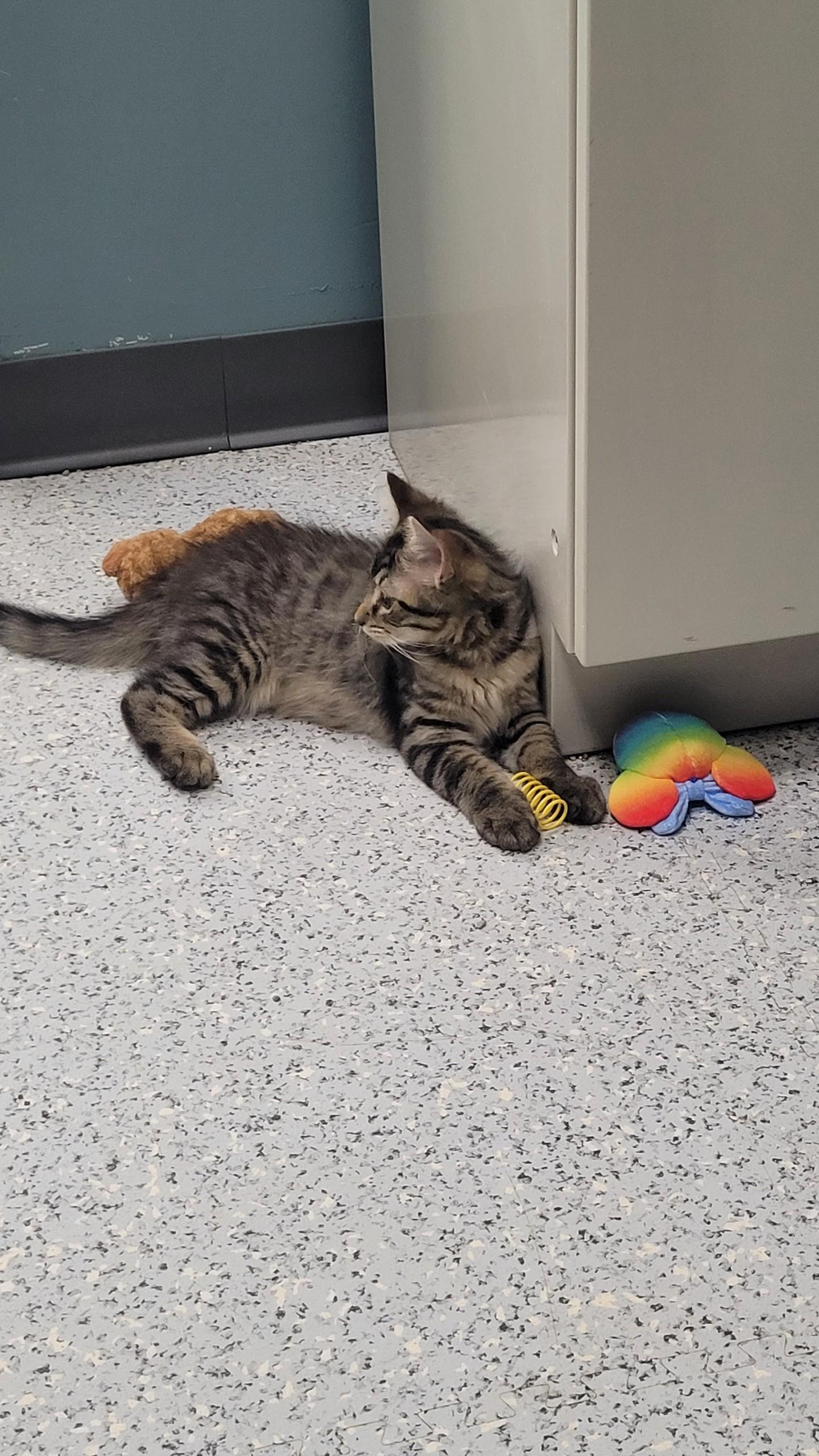 711 - Cody, ADOPTABLE, Young Male Domestic Medium Hair.