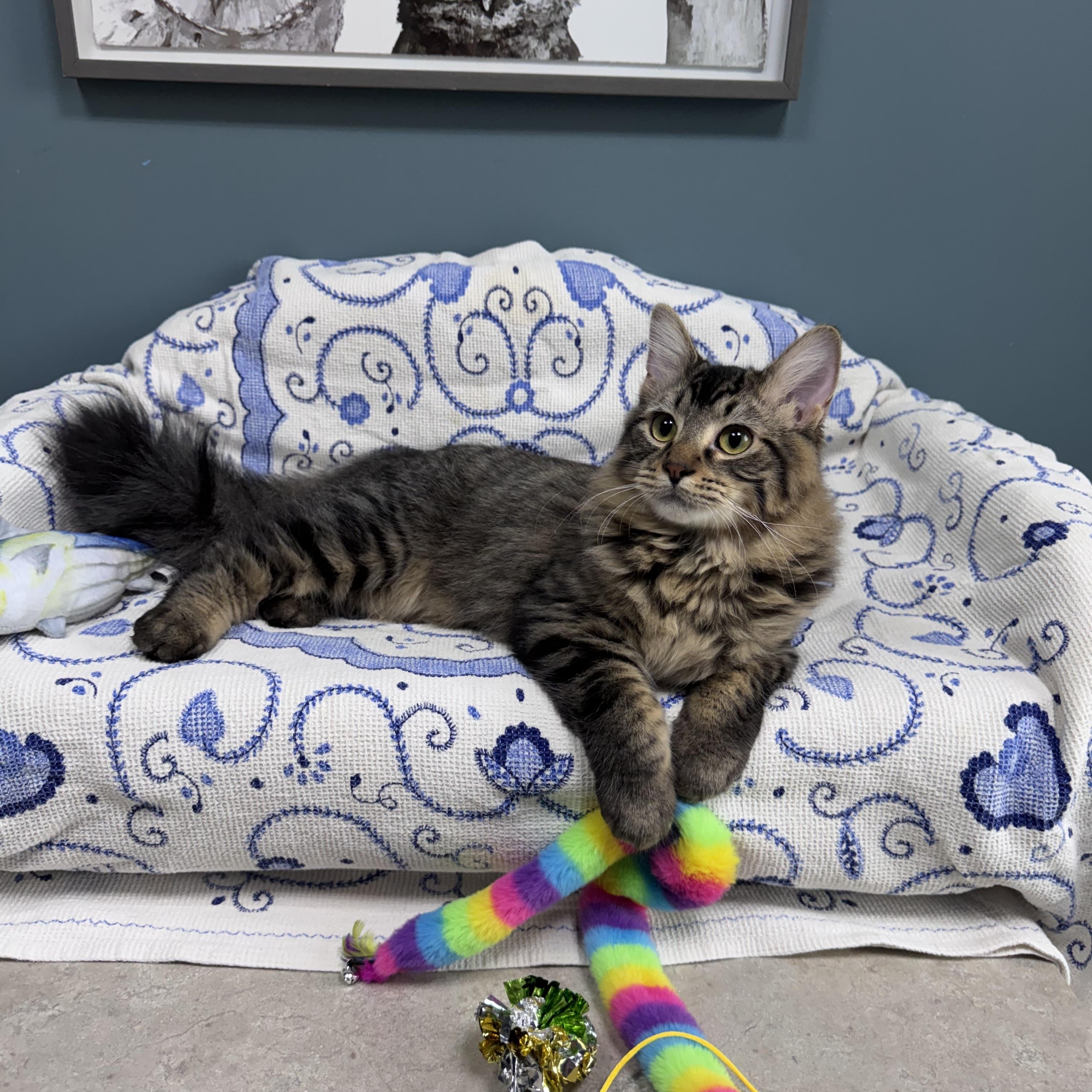 Enlarge 711 - Cody, a Adoptable Domestic Medium Hair in Sunset Hills, MO image 2/5