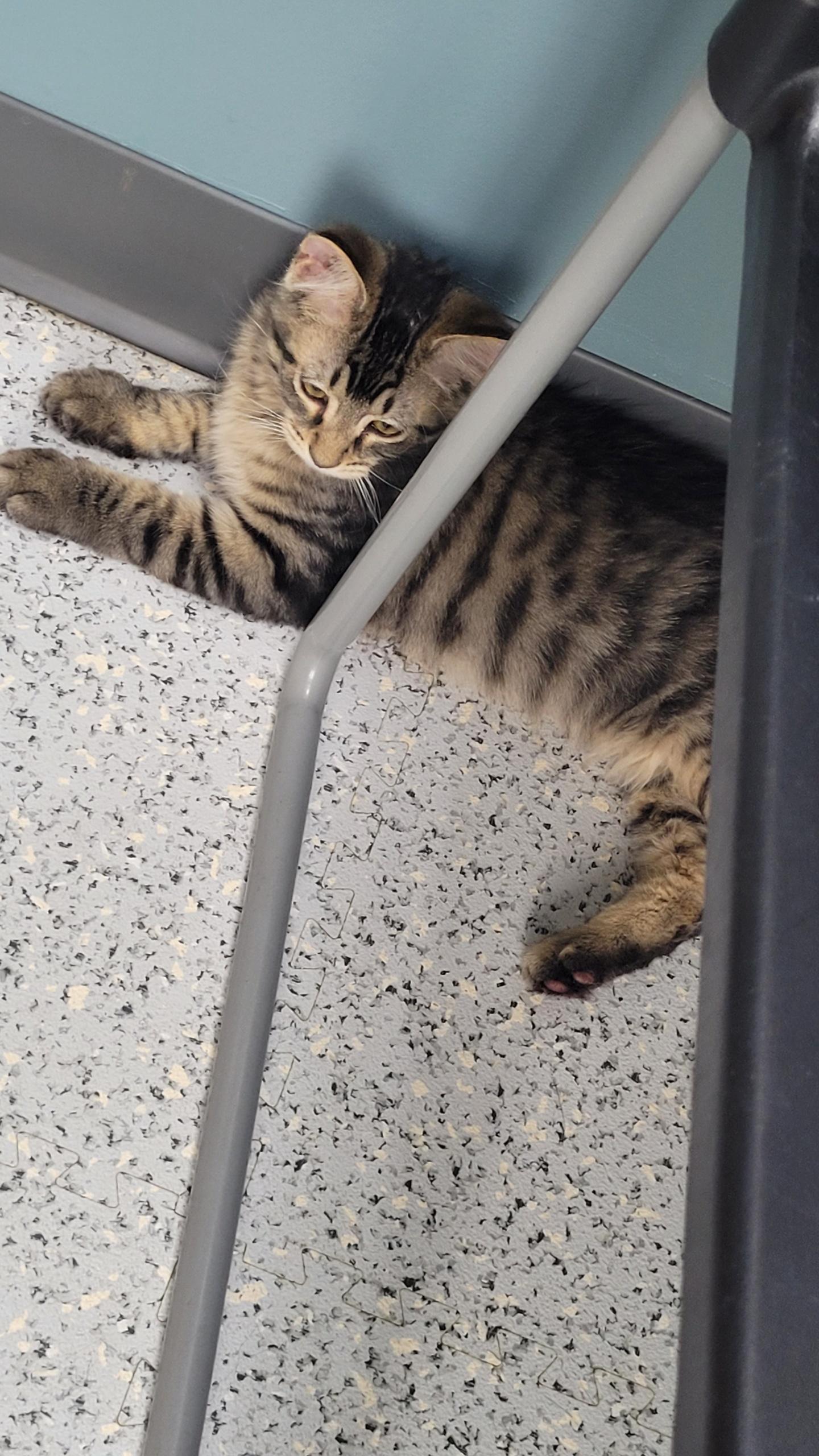 Enlarge 711 - Cody, a ADOPTABLE Domestic Medium Hair in Sunset Hills, MO image 4/5