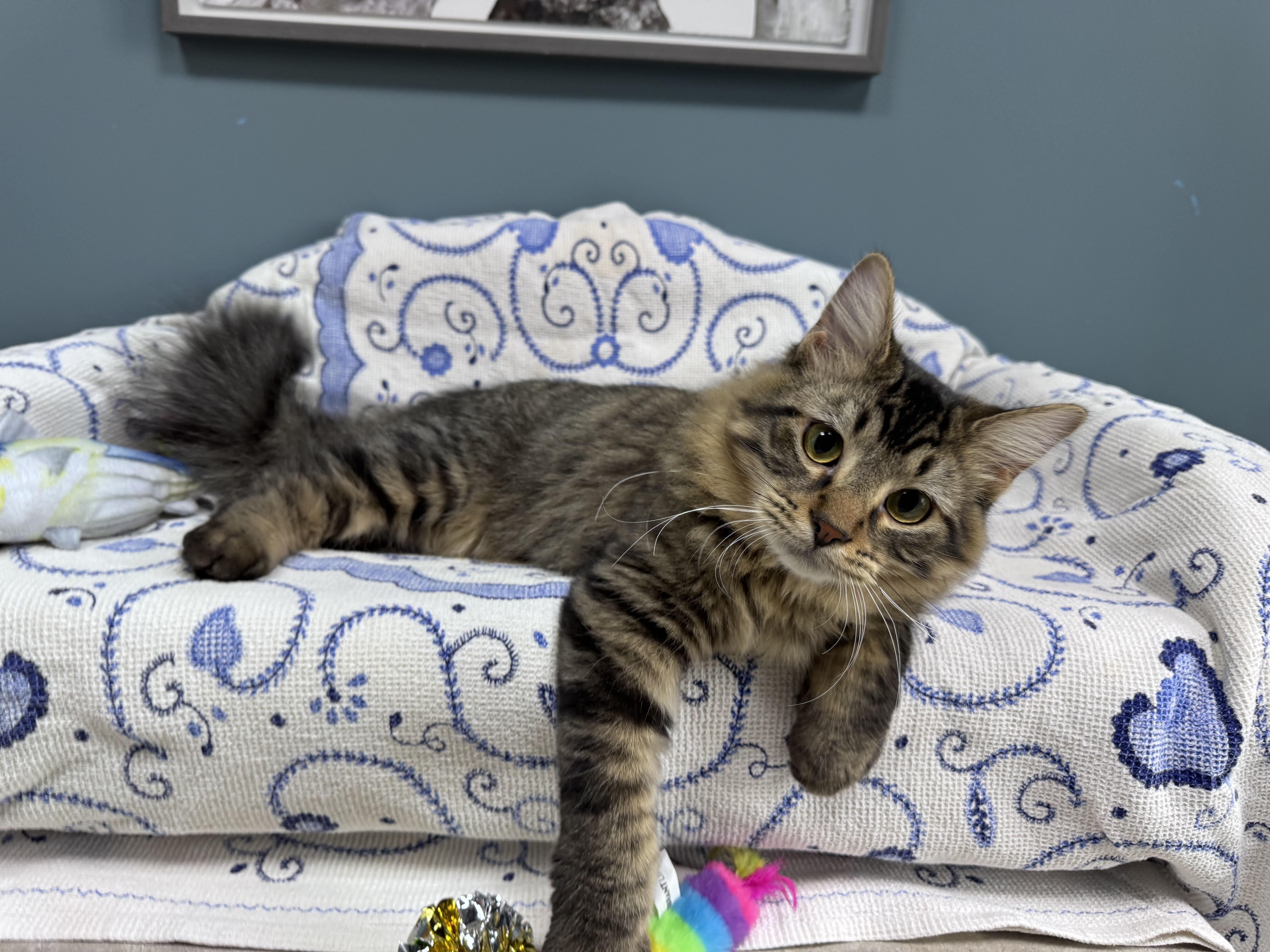 Enlarge 711 - Cody, a Adoptable Domestic Medium Hair in Sunset Hills, MO image 1/5