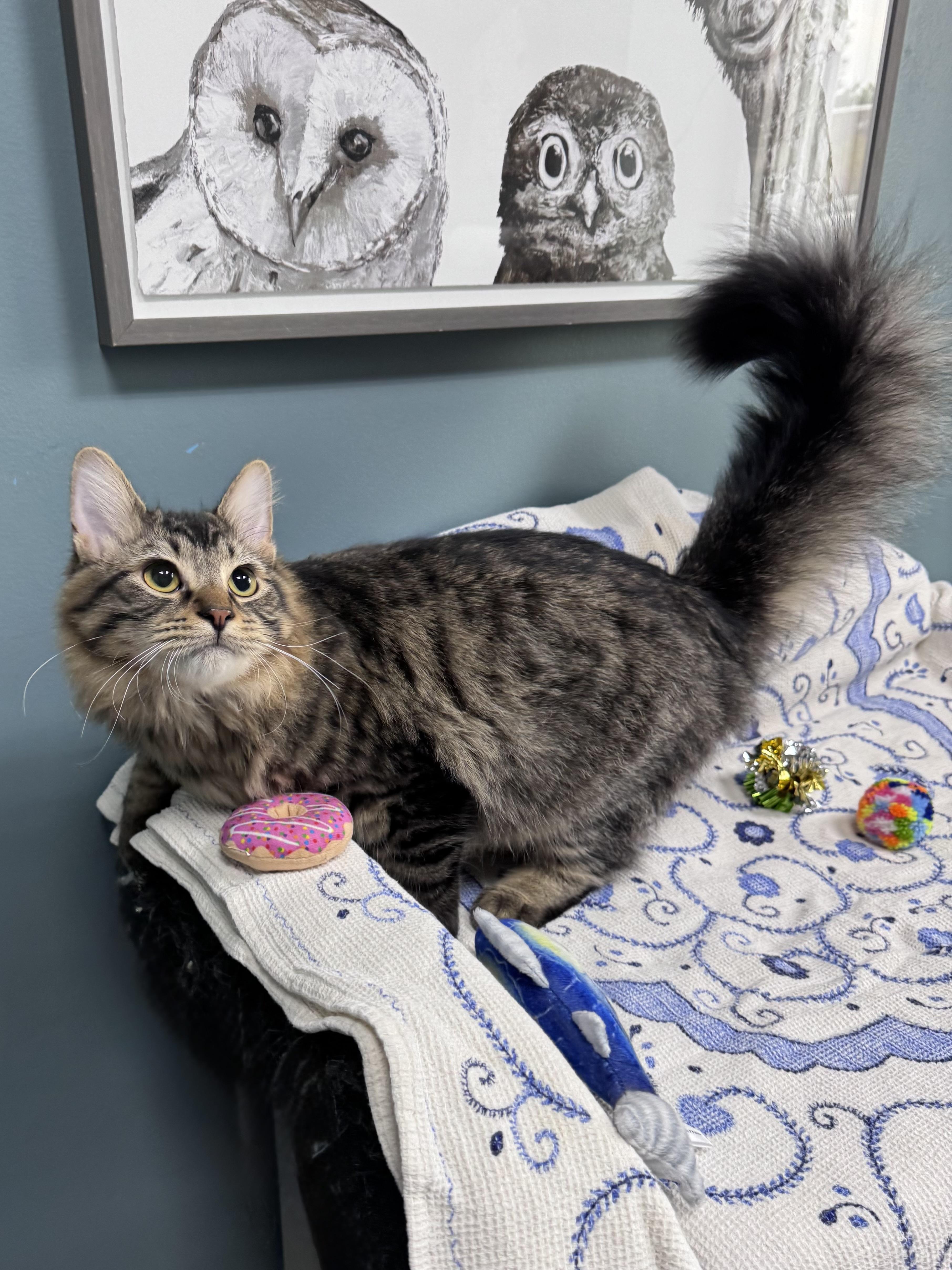 Enlarge 711 - Cody, a Adoptable Domestic Medium Hair in Sunset Hills, MO image 3/5