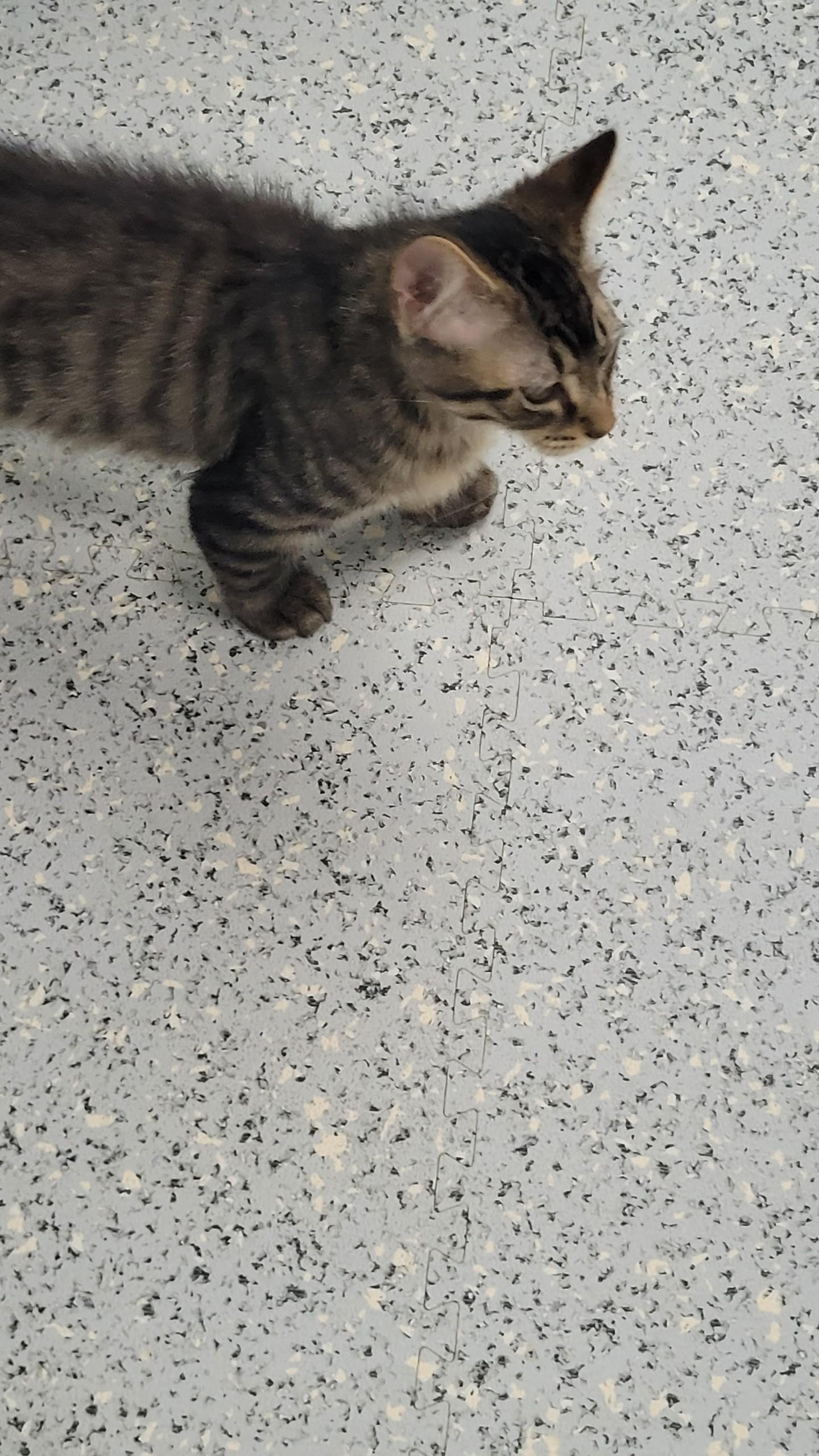 Enlarge 711 - Cody, a ADOPTABLE Domestic Medium Hair in Sunset Hills, MO image 5/5
