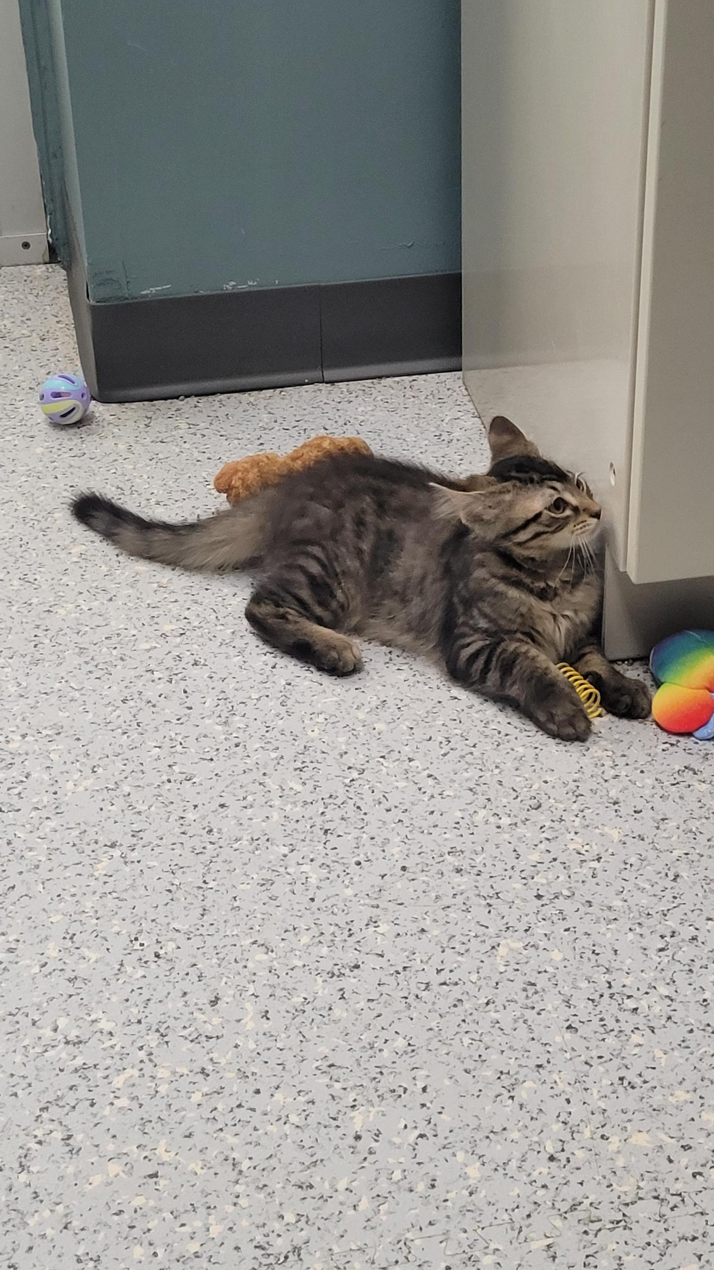 Enlarge 711 - Cody, a ADOPTABLE Domestic Medium Hair in Sunset Hills, MO image 3/5