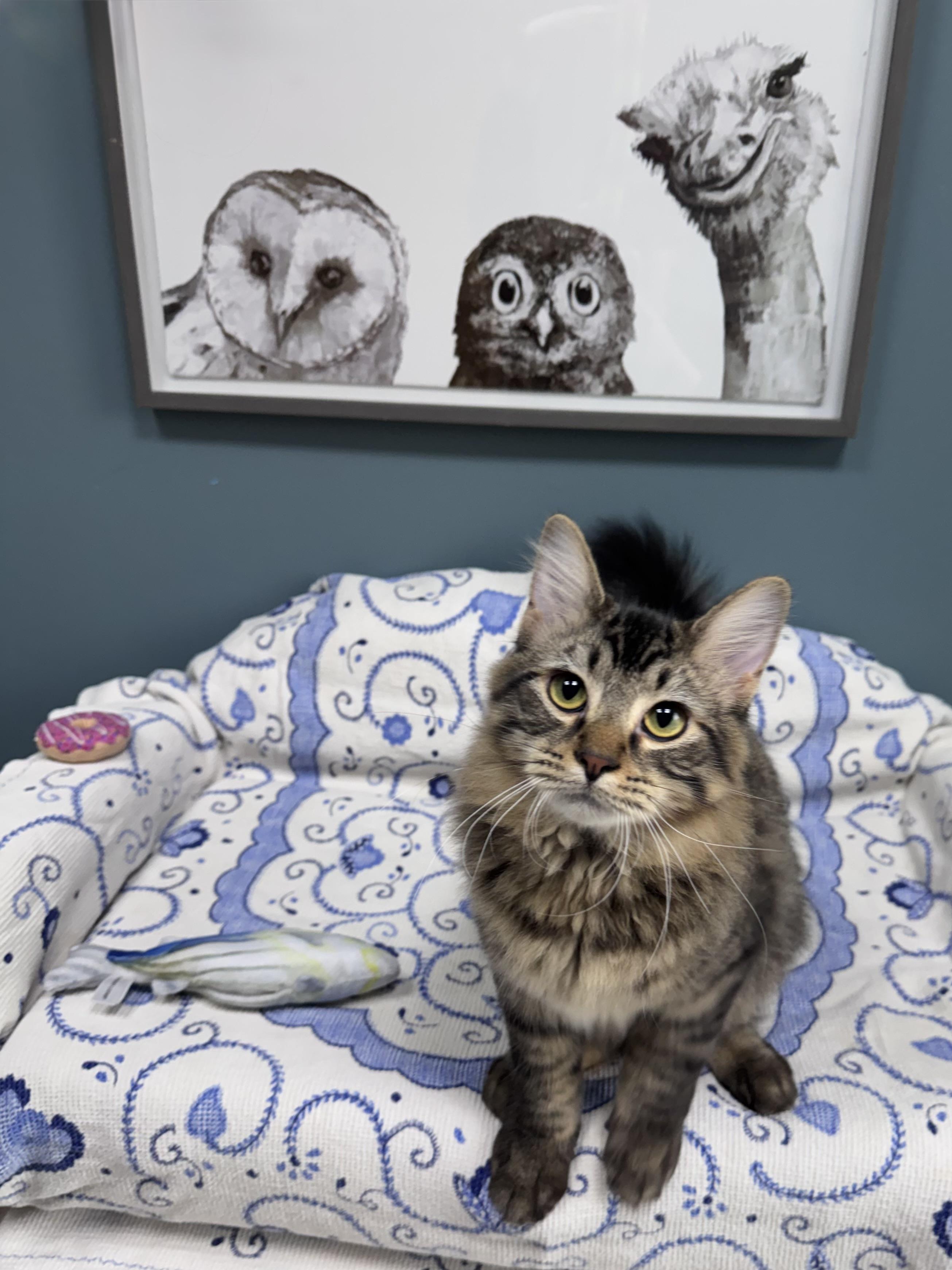Enlarge 711 - Cody, a Adoptable Domestic Medium Hair in Sunset Hills, MO image 4/5