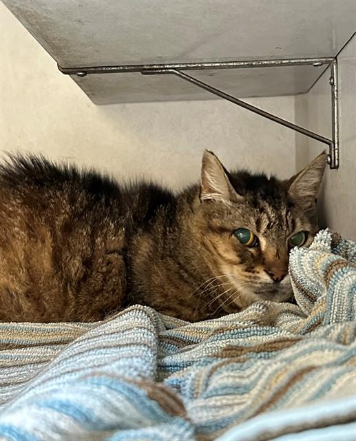 TOBY, Adoptable, Adult Male Domestic Medium Hair.