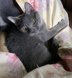 Bobo, Adoptable, Kitten Female Domestic Short Hair.