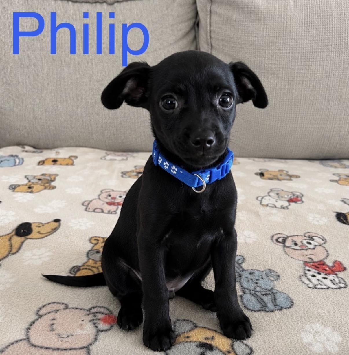Enlarge Philip, an adopted mixed breed in Hamilton , NJ image 1/1