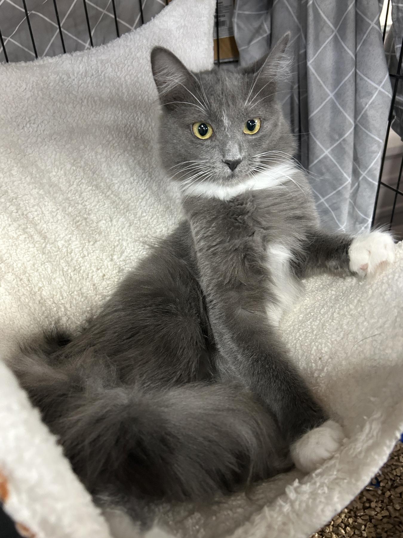 Enlarge Minnie, a Adoptable Domestic Medium Hair in Marble Falls, TX image 1/3