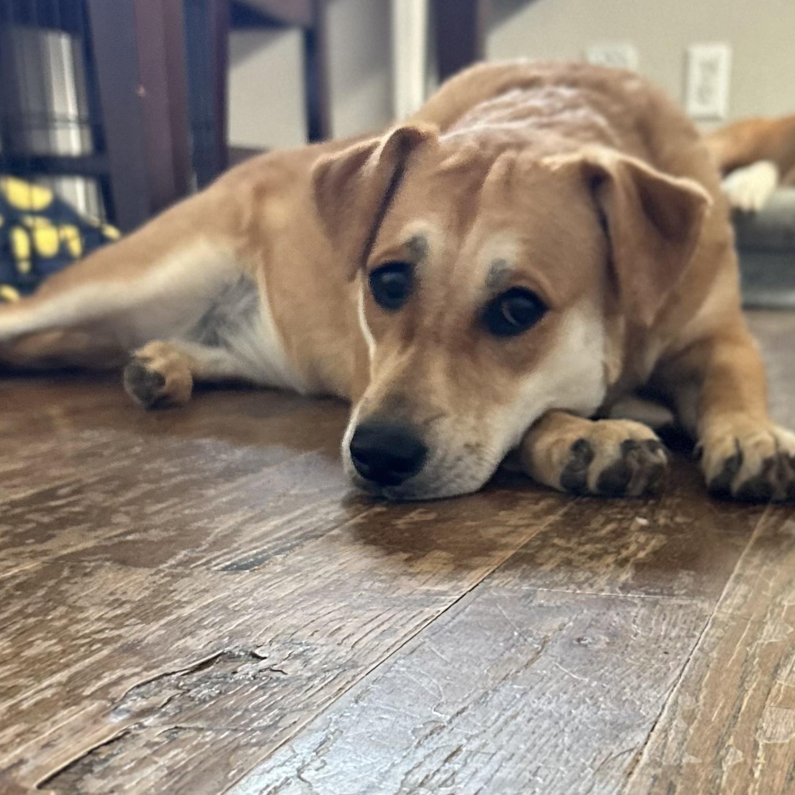 Jolene — thumbnail 3