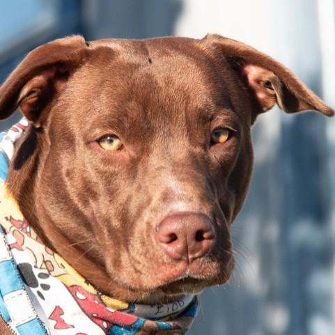 Kahlua, a ADOPTABLE mixed breed in San Andreas, CA image 1/2