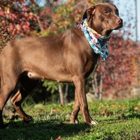 Kahlua, a ADOPTABLE mixed breed in San Andreas, CA image 2/2