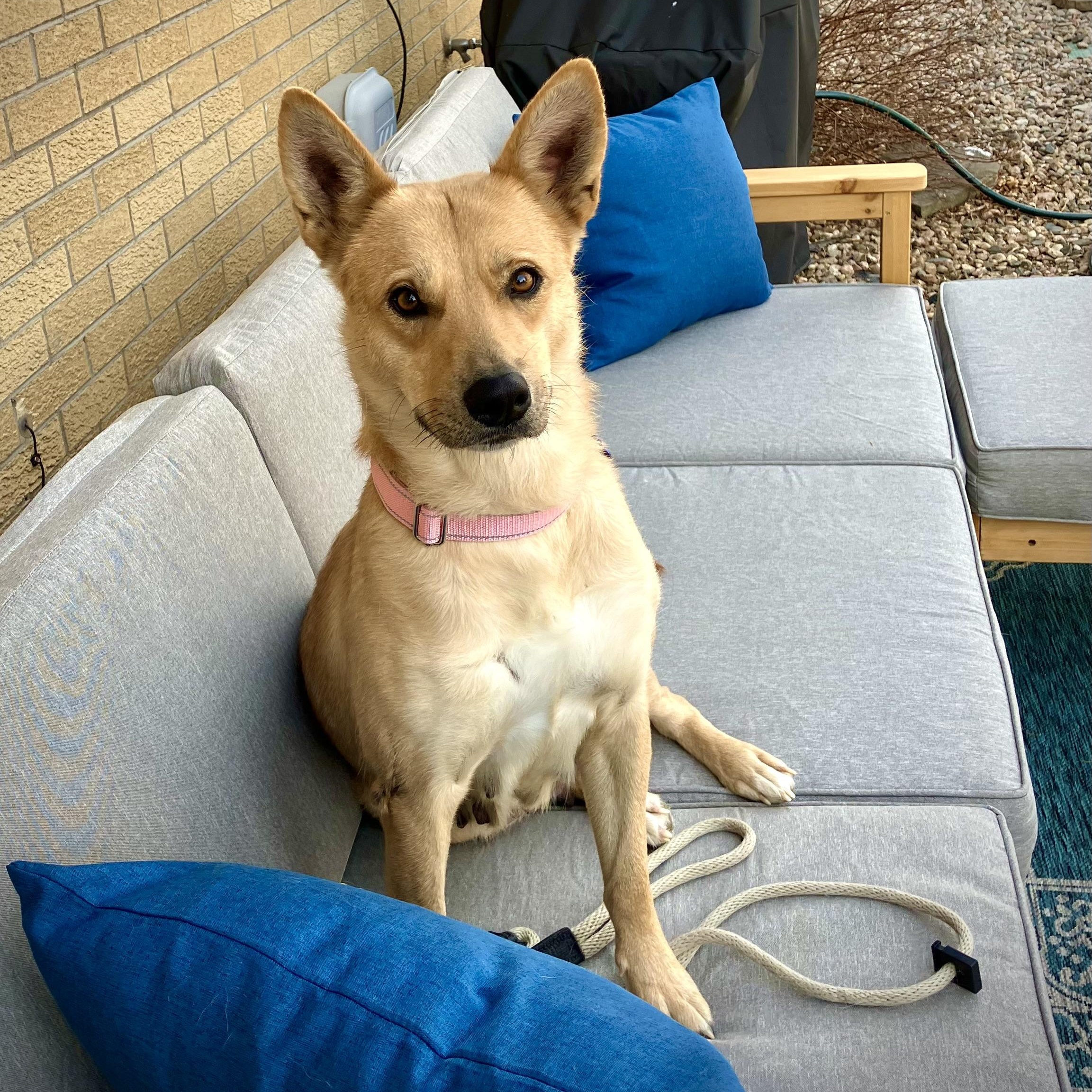 Enlarge Foxy, a ADOPTABLE mixed breed in Fort Collins, CO image 2/6