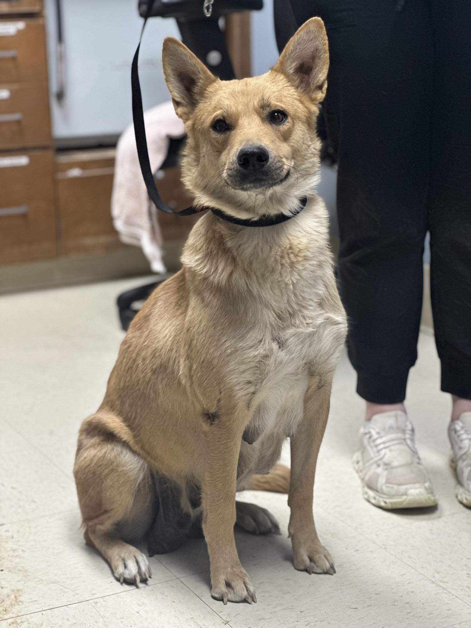 Enlarge Foxy, a ADOPTABLE mixed breed in Fort Collins, CO image 3/6