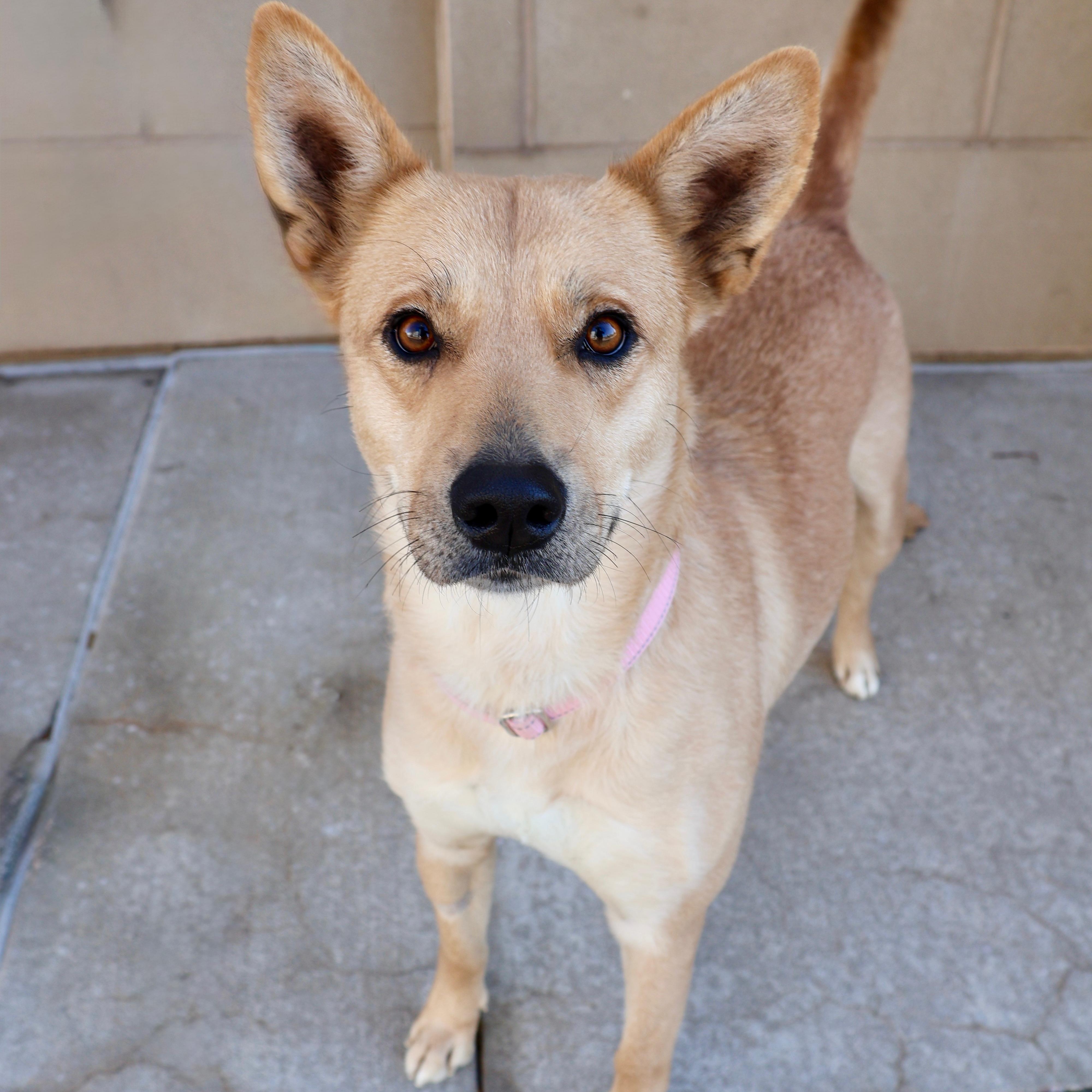 Enlarge Foxy, a ADOPTABLE mixed breed in Fort Collins, CO image 1/6