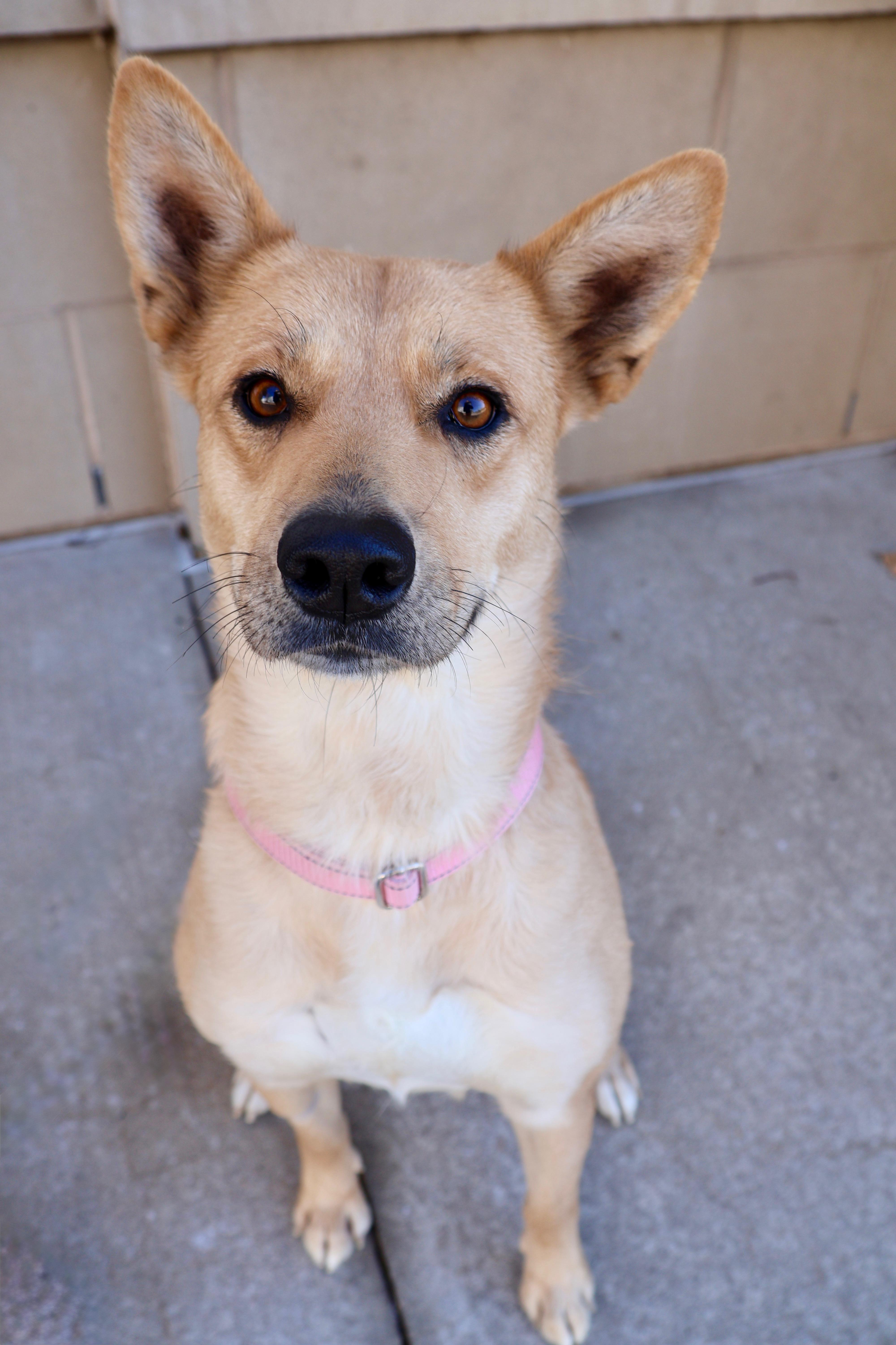 Enlarge Foxy, a ADOPTABLE mixed breed in Fort Collins, CO image 4/6