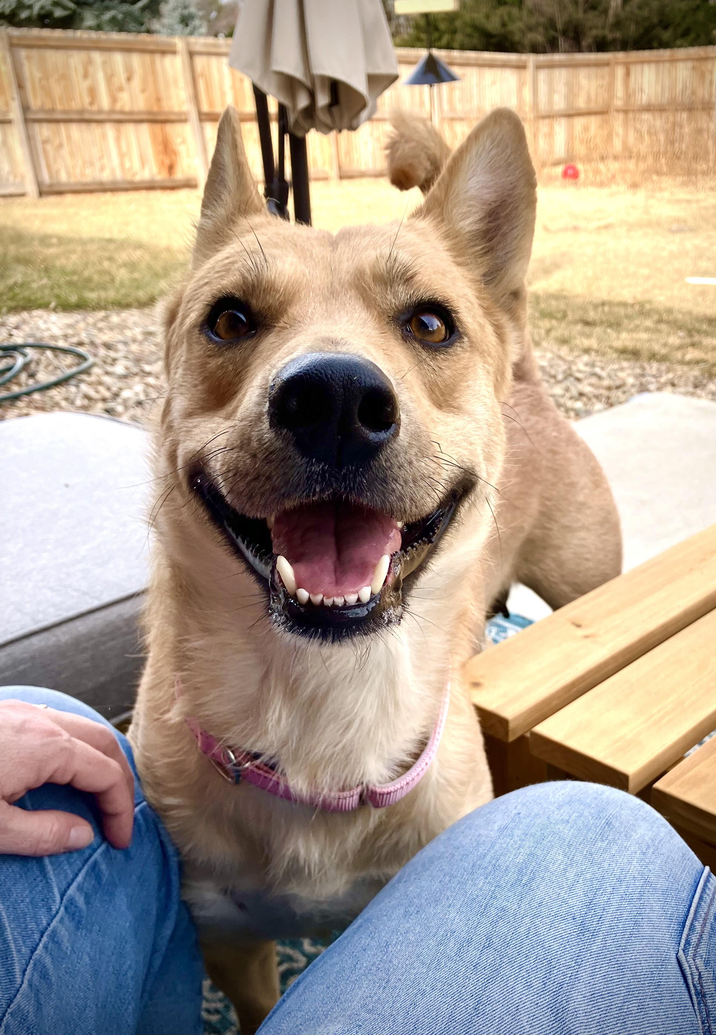 Enlarge Foxy, a ADOPTABLE mixed breed in Fort Collins, CO image 5/6