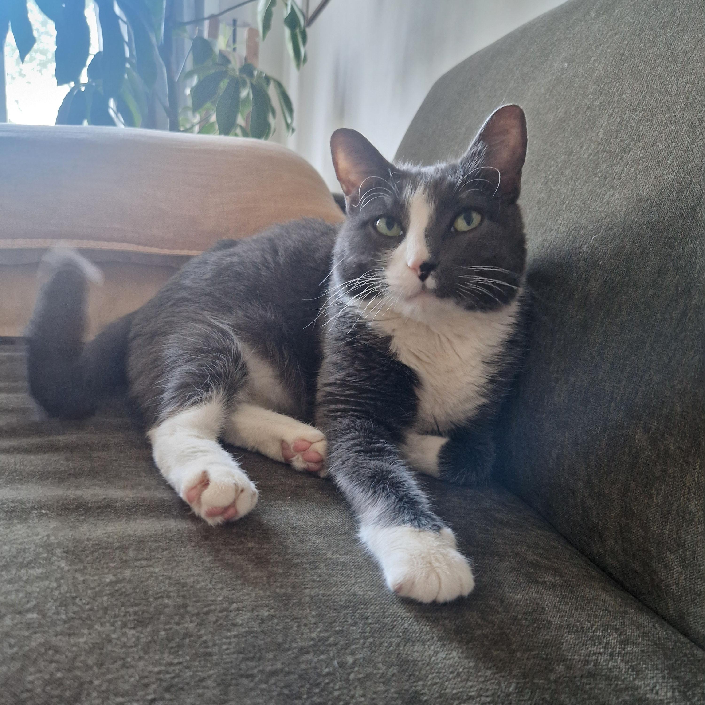 Enlarge Edith, an adopted Domestic Short Hair in BROOKLYN, NY image 2/6
