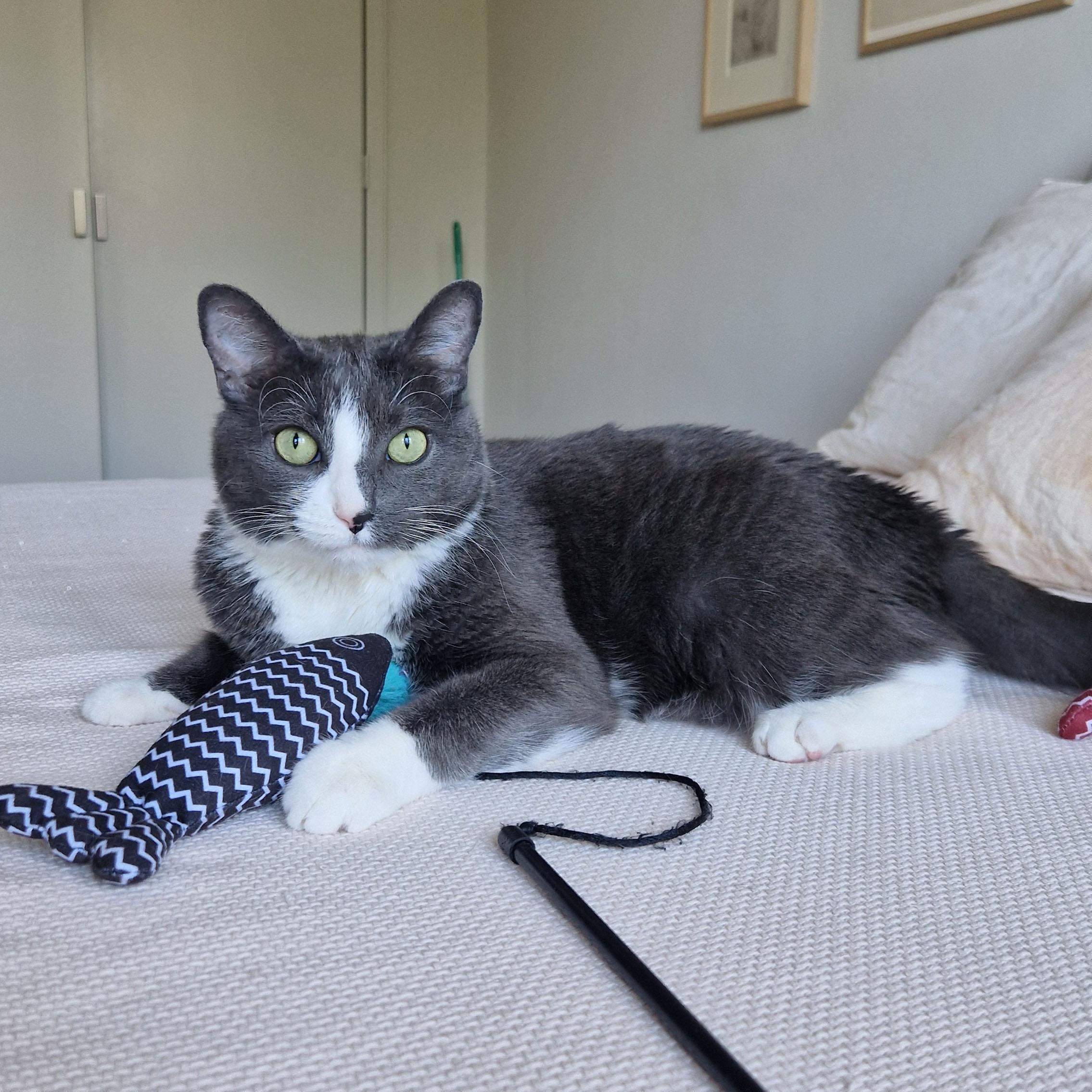 Enlarge Edith, an adopted Domestic Short Hair in BROOKLYN, NY image 5/6