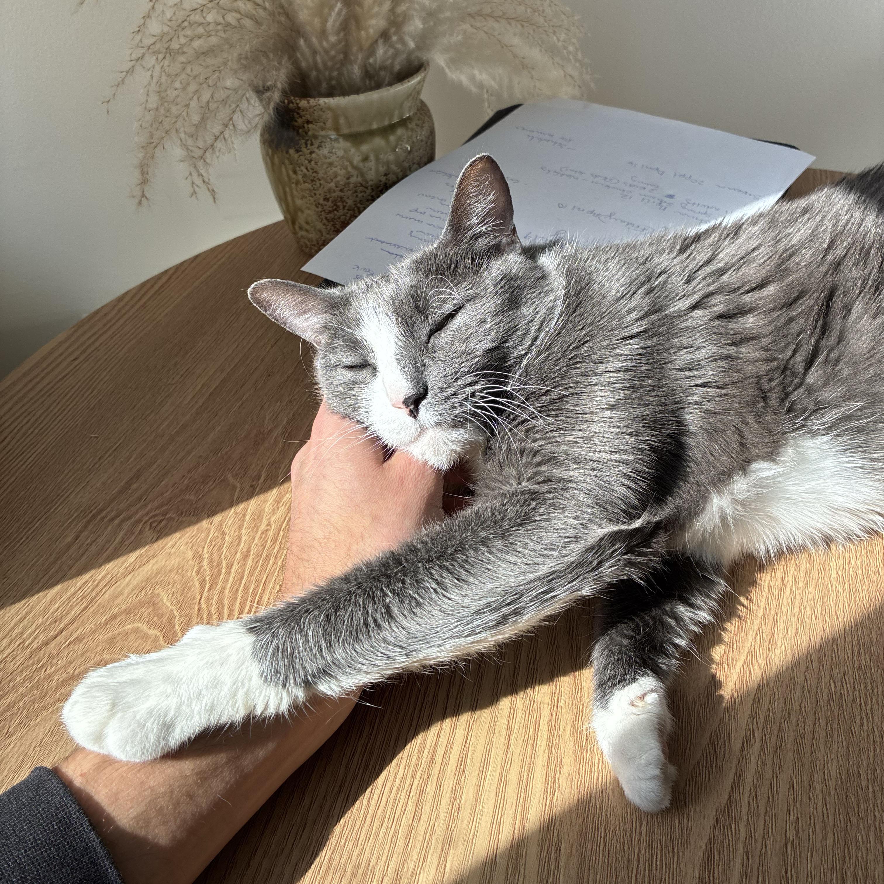 Enlarge Edith, an adopted Domestic Short Hair in BROOKLYN, NY image 3/6